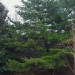 Spruce Pine